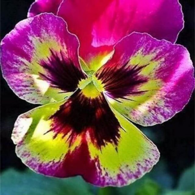Pansy Seeds, 200pcs/pack