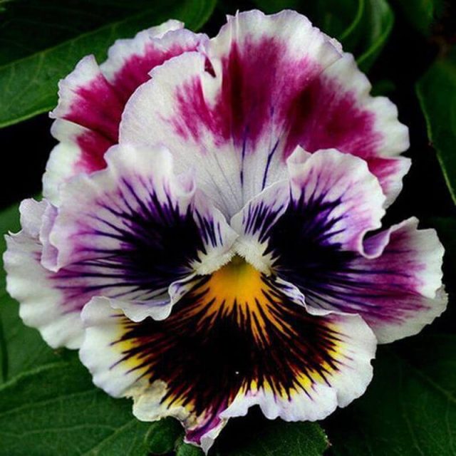 Pansy Seeds, 200pcs/pack