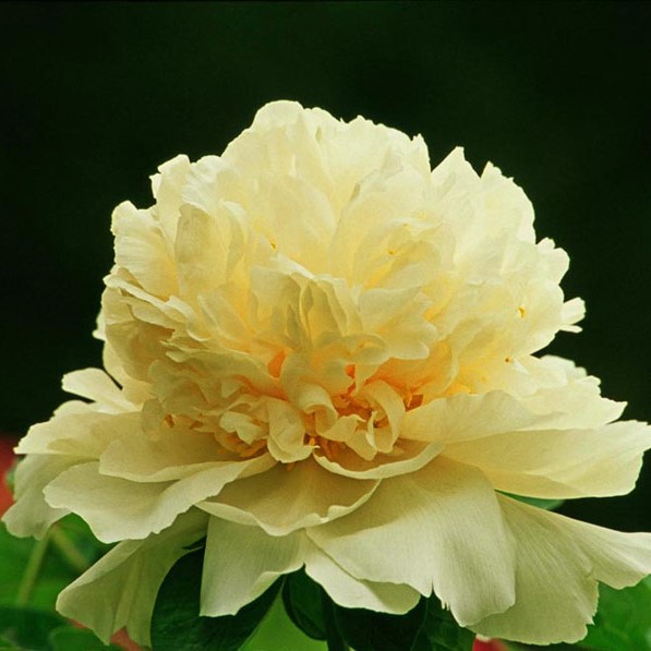 10pcs/pack  Rare perennial Peony Flower Tree seeds,multiple color bonsai plant for home&garden free shipping