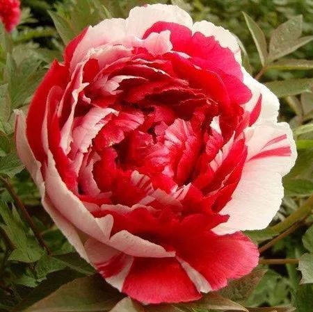 10pcs/pack  Rare perennial Peony Flower Tree seeds,multiple color bonsai plant for home&garden free shipping