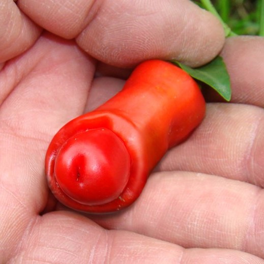 Multi-Varieties Hot Chili Seeds, Pepper Seeds, 100pcs/pack
