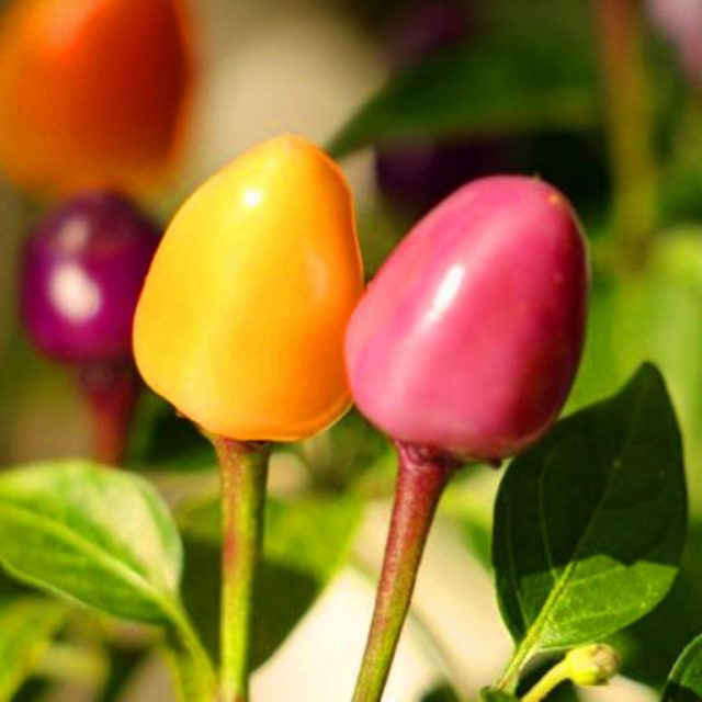 Mini Rainbow Pepper Seeds, 200pcs/pack