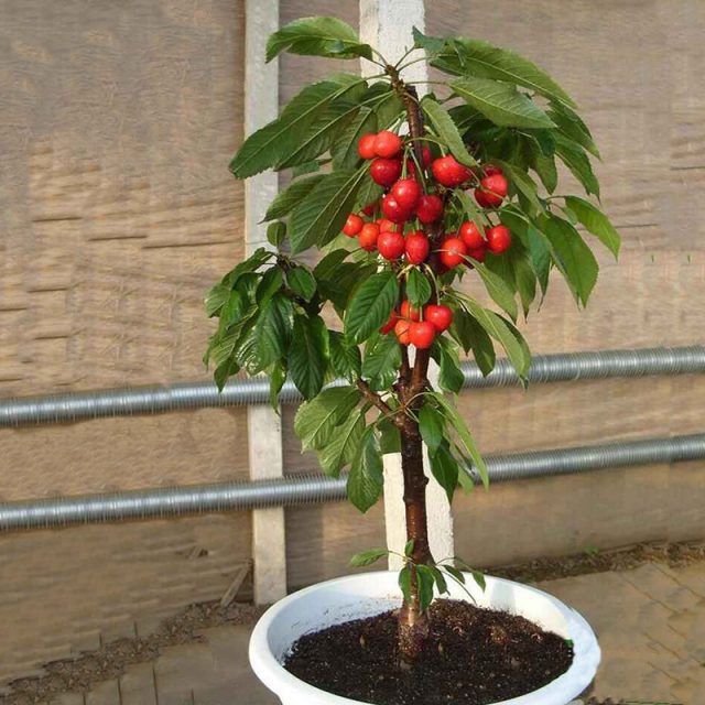 20 pcs/bag cherry seeds mini cherry tree organic fruit seeds bonsai tree seeds super sweet food plant pot for home garden