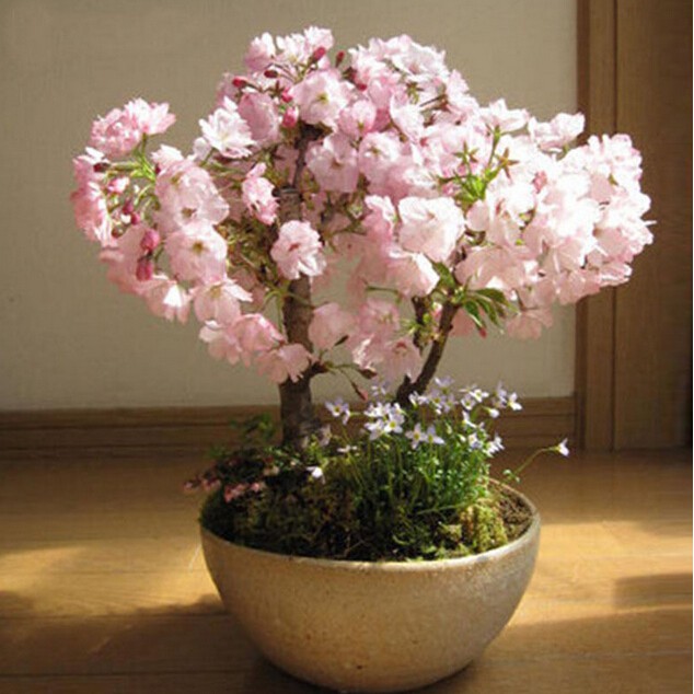 Bonsai Tree Sakura Seeds, Rare Cherry Blossoms Flowers Seeds, 10pcs/pack