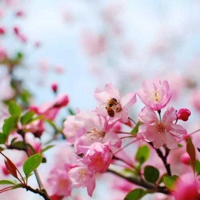 Amazing Pink Cherry Tree, Sakura Cherry Blossom Tree Seeds, 10pcs/pack