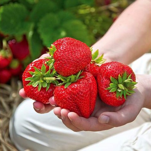 Giant Strawberry Seeds, 300pcs/pack