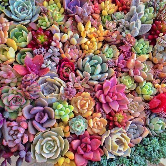 200pcs Rare Beauty Succulents Seeds Easy To Grow Potted Flower Seeds  Bonsai Seeds for Home & Garden mix color