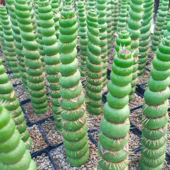 100pcs rare cactus seeds real succulent seeds Green spiral funny bonsai flower plant for DIY Home Garden supplies easy to grow