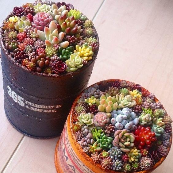 Mixed Succulent Seeds, Ass flower seeds Pseudotruncatella Living Stone bonsai mini garden, 200pcs/pack