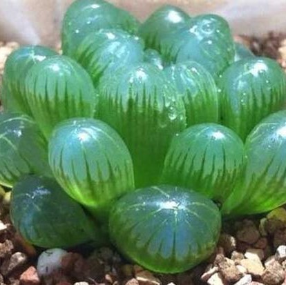 Rare Crystal Clear Succulents Seeds, 200pcs/pack