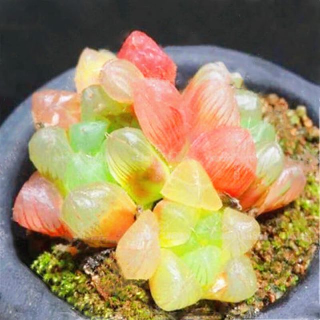 Rare Crystal Clear Succulents Seeds, 200pcs/pack