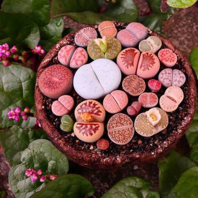 200seds/bag stone flower foliage seed, Lithops Seeds, potted flowers , For DIY Home & Garden