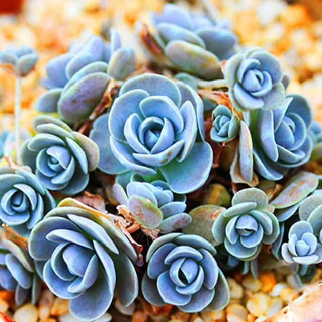100pcs Mixed Color Succulent Seeds Mini Bonsai Lithops Flower Seeds for Home Garden Plants Supplies Easy to grow Best packaging