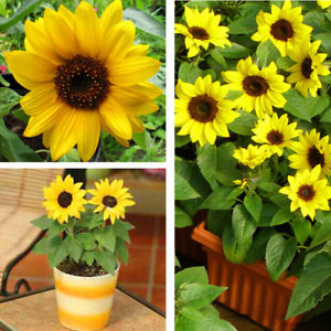 Sunflower Seeds, Teddy Bear Sunflower Seed, 50pcs/pack