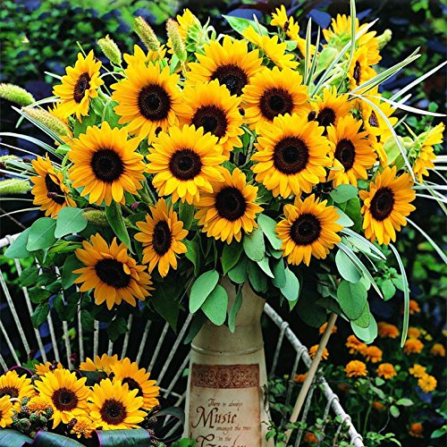 Sunflower Seeds, Teddy Bear Sunflower Seed, 50pcs/pack