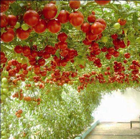 Huge Tree Sweet Tomatoes Seeds, 200pcs/pack