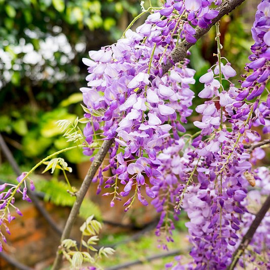 5 Color of Wisteria Flower Seeds,Purple Yellow White Pink Blue Wisteria Seeds, 10pcs/pack