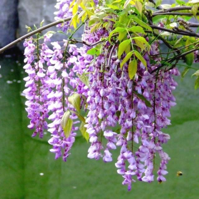 5 Color of Wisteria Flower Seeds,Purple Yellow White Pink Blue Wisteria Seeds, 10pcs/pack