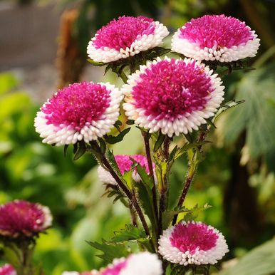 Colorful Aster Flower Seeds, 100pcs/pack