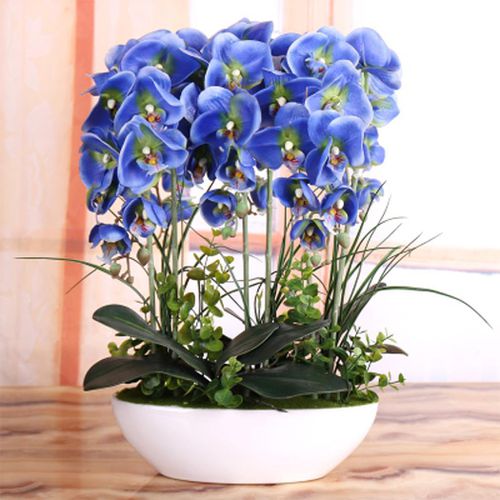 10 Varieties Phalaenopsis Seeds, Orchid Flowers Seed, 100pcs/pack