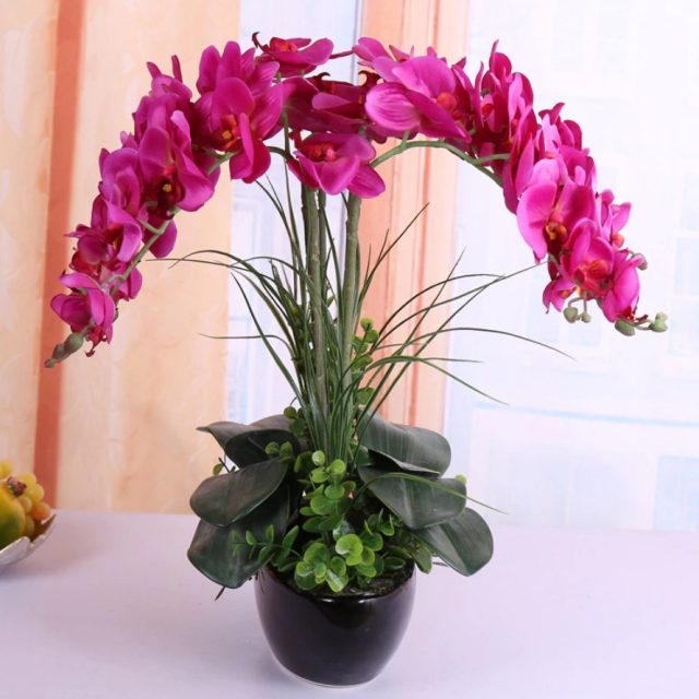 Hydroponic Orchid Seeds,i Phalaenopsis Orchids, 100pcs/pack