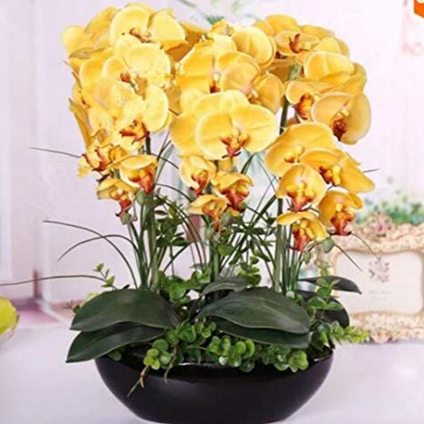 10 Varieties Phalaenopsis Seeds, Orchid Flowers Seed, 100pcs/pack