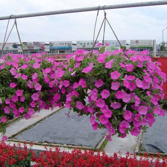 100pcs Hanging Petunia Seeds Beautiful Flower Seeds Perennial Flowers Plant For Home Garden Bonsai Pot Planting