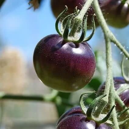 Rare Dark Purple Tomatoes Seeds, 100Ppcs/pack