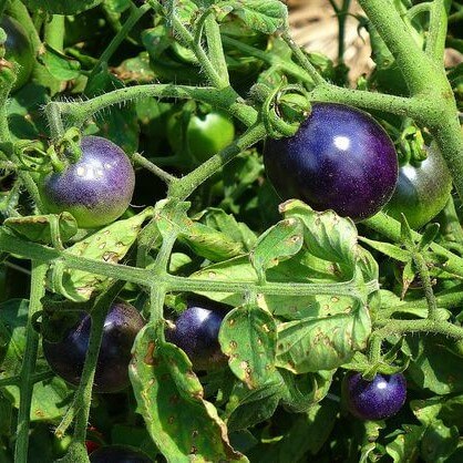 Rare Purple Holy Fruit Tomato Seeds, 100pcs/pack