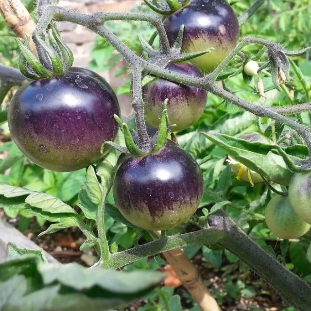 Rare Purple Holy Fruit Tomato Seeds, 100pcs/pack