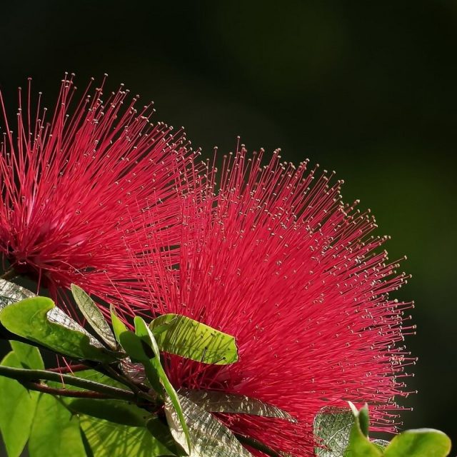 Rare Red Albizia Julibrissin Tree Seeds, Red Silk Tree Seeds, 20pcs/pack