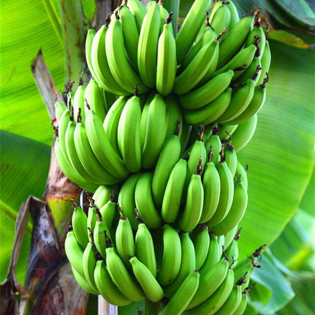 Double Potted Banana Seeds, 200pcs/pack