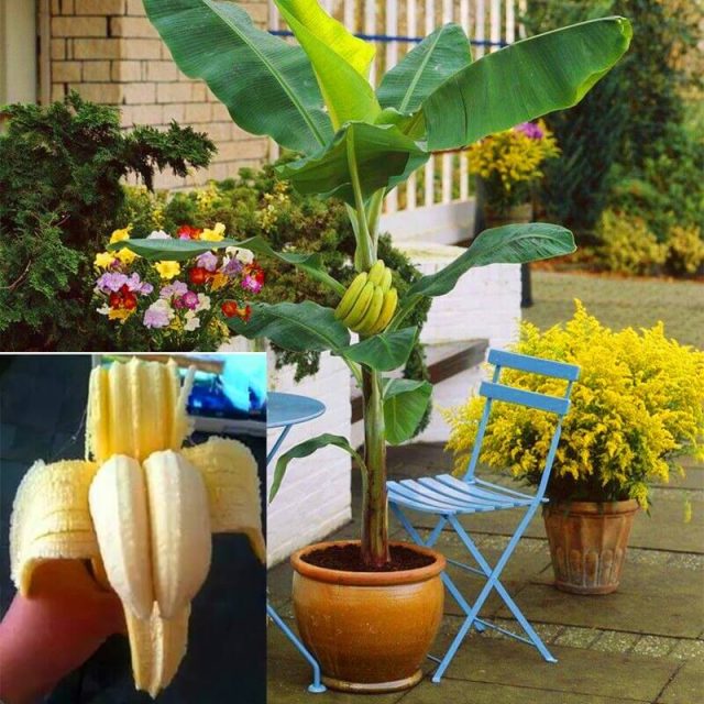 Double Potted Banana Seeds, 200pcs/pack