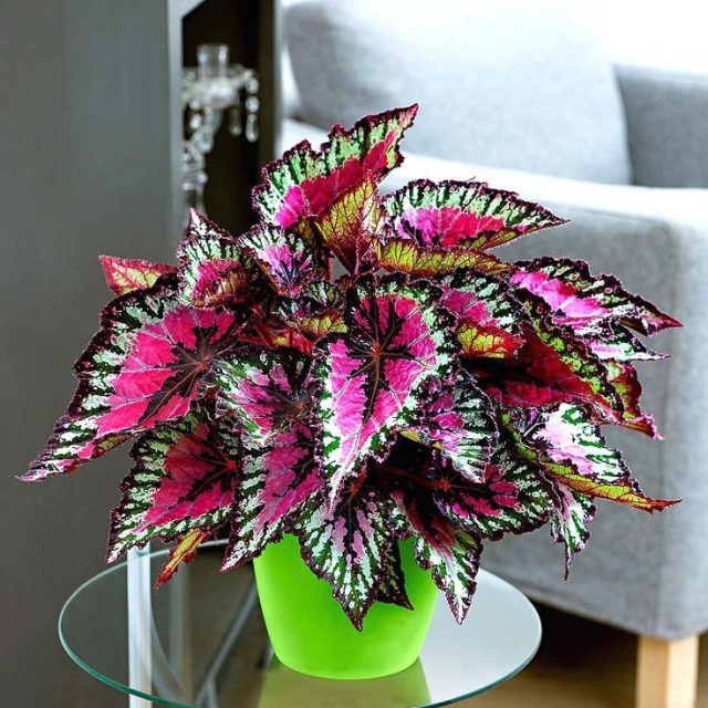 Beautiful Begonia Seeds, 100pcs/pack