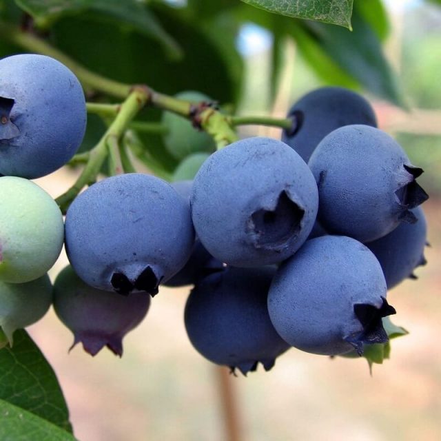 Blueberry Tree Seed, Fruit Blueberry Seed, 100pcs/pack