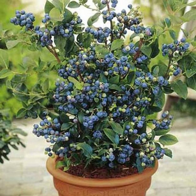 Blueberry Tree Seed, Fruit Blueberry Seed, 100pcs/pack