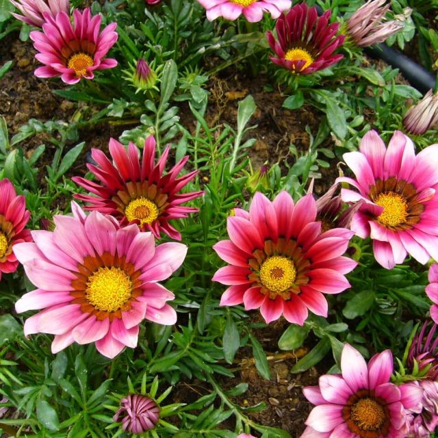 Multi-Color Gazania Flower Seeds, Chrysanthemum Seeds, 100pcs/pack
