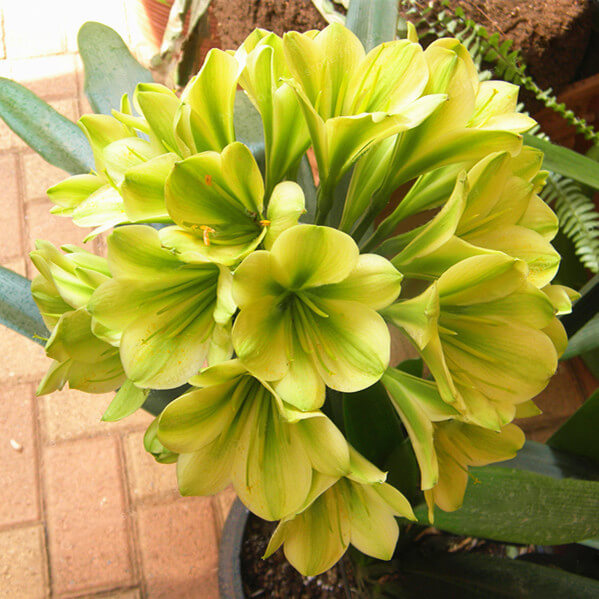 Clivia Seeds, Clivia potted seed, Bonsai balcony flower – 5 pcs/bag