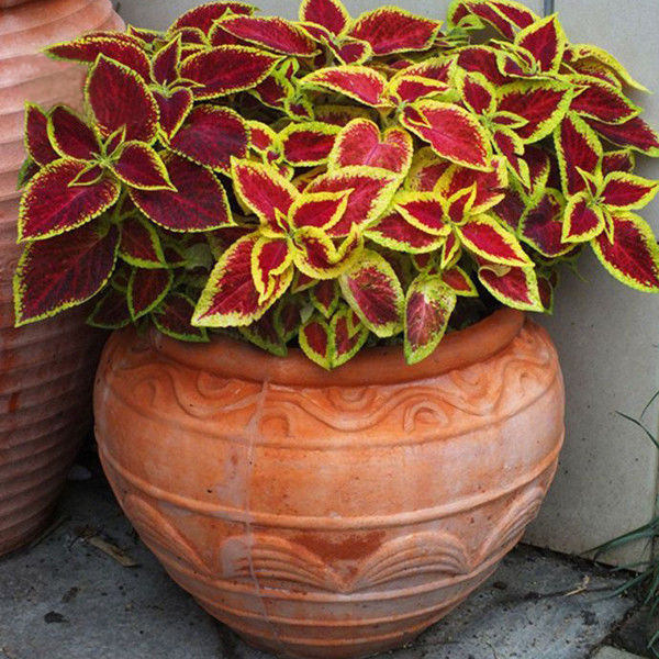 100pcs/bag begonia Coleus seeds bonsai flower courtyard balcony Coleus coleusblumeihybr begonia plants potted for home garden
