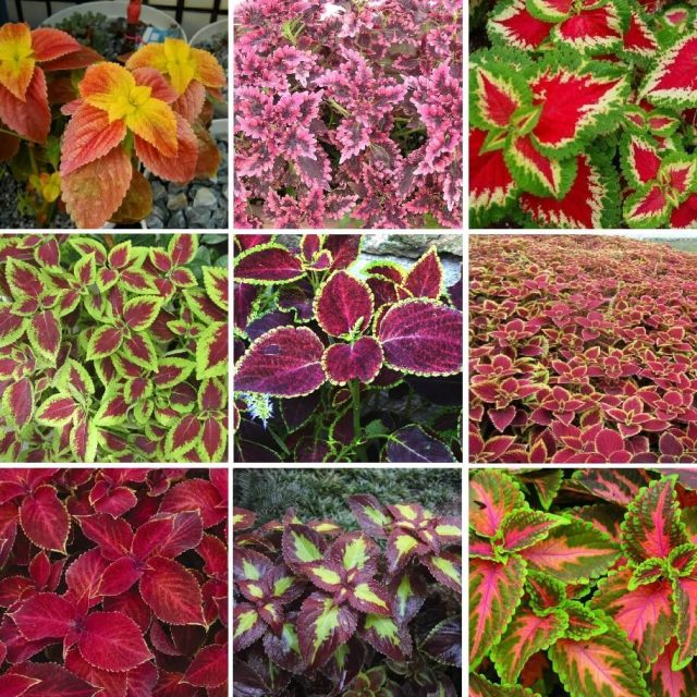 100 pcs/bag Rare Coleus  seeds blumei Rainbow Mix Color Flower Seeds for Home Garden Indoor bonsai plants color Lips
