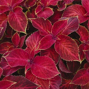 100 pcs/bag Rare Coleus  seeds blumei Rainbow Mix Color Flower Seeds for Home Garden Indoor bonsai plants color Lips