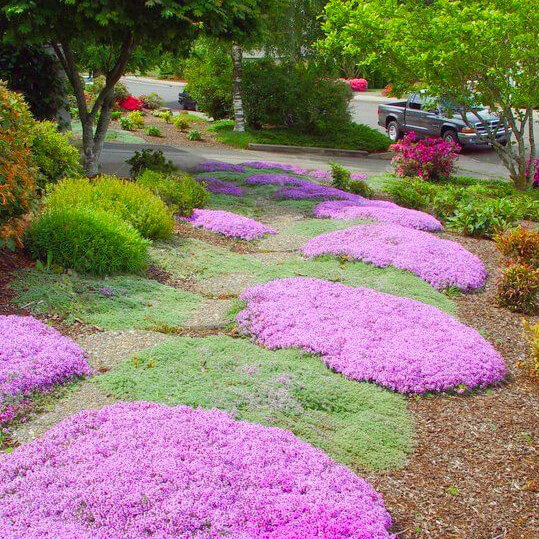 Ground Cover Seeds Creeping Thyme, Creeping Thyme Ground Cover Seeds