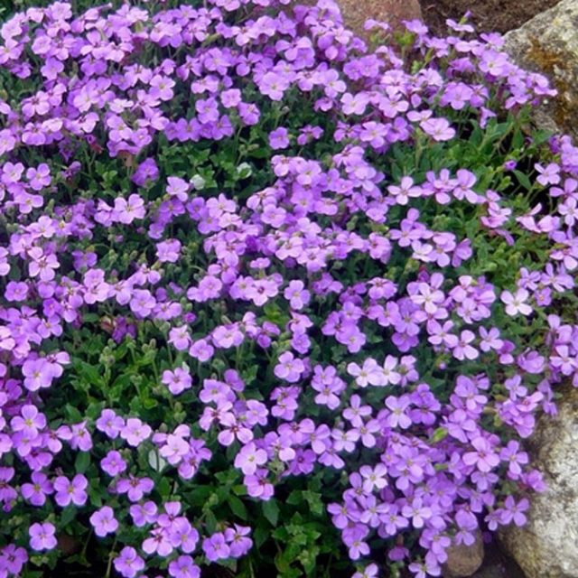 Aubrieta Cascade Purple Flower Seeds, Rock Cress and Ground Cover Plant, 100pcs/pack
