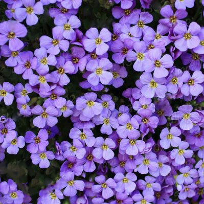 Aubrieta Cascade Purple Flower Seeds, Rock Cress and Ground Cover Plant, 100pcs/pack