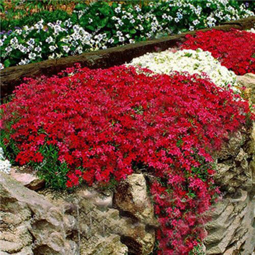 Aubrieta Seeds, Creeping Thyme Seeds, Rock Cress, Ground Cover Seeds 100pcs/pack