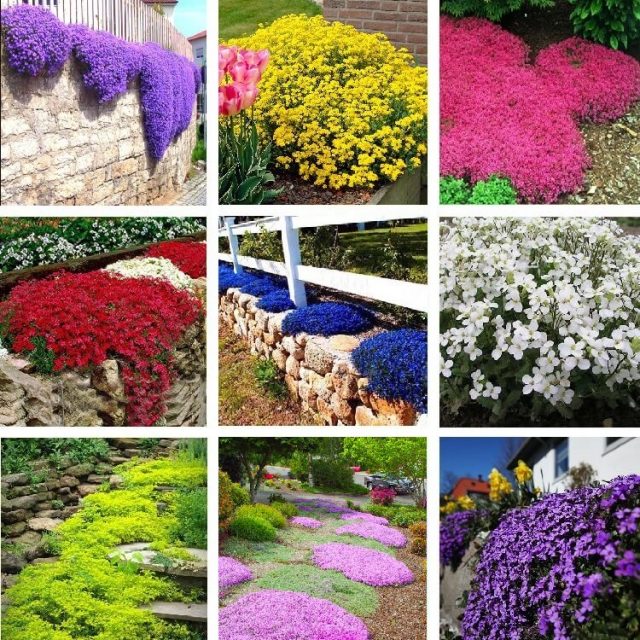 Aubrieta Seeds, Creeping Thyme Seeds, Rock Cress, Ground Cover Seeds 100pcs/pack