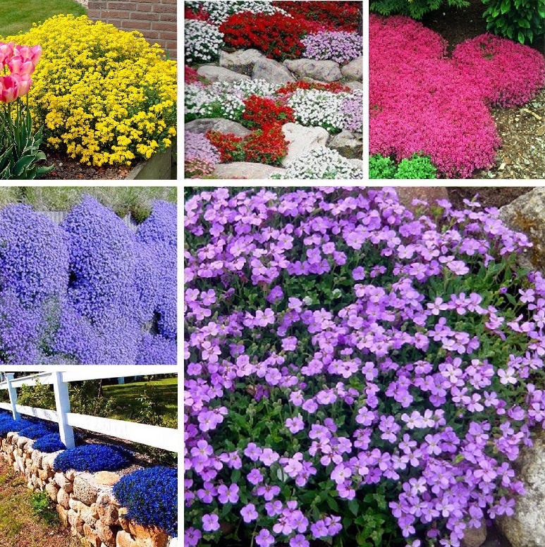 Многолетние цветы для дачи фото с названиями цветущие неприхотливые все лето и осень низкорослые