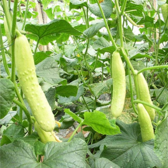 100Pcs Cucumber Seeds Organic Pickling seeds Vegetables Healthy and delicious kitchen cooking food garden plant pot