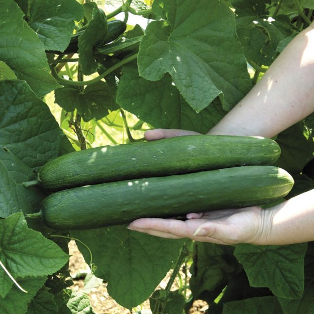 Hot-sale!100pcs/bag giant cucumber seeds rare NO-GMO delicious vegetable seeds for home garden planting supply free shipping