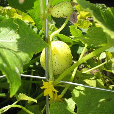 Rare Spherical Hybrid Cucumber Seeds,Yellow Sweet Vegetable Seeds, 100pcs/pack